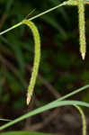 Hanging sedge